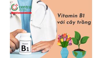 Vitamin B1 có phải là ‘thần dược’ tươi lâu với cây trồng? Cách tưới vitamin B1 cho cây