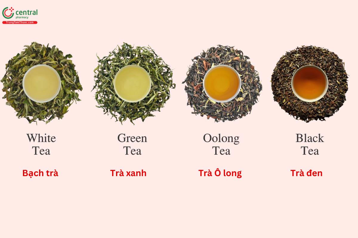 Phân biệt các loại trà phổ biến hiện nay