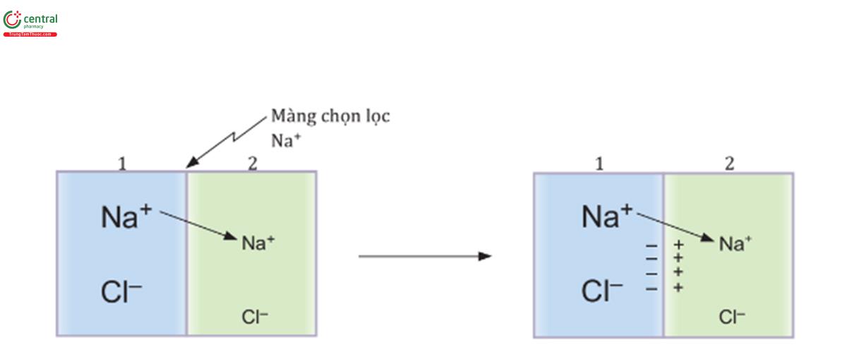 HÌNH 1.4 Sự tạo lập điện thế khuếch tán Na+ hai bên màng chọn lọc Na+.