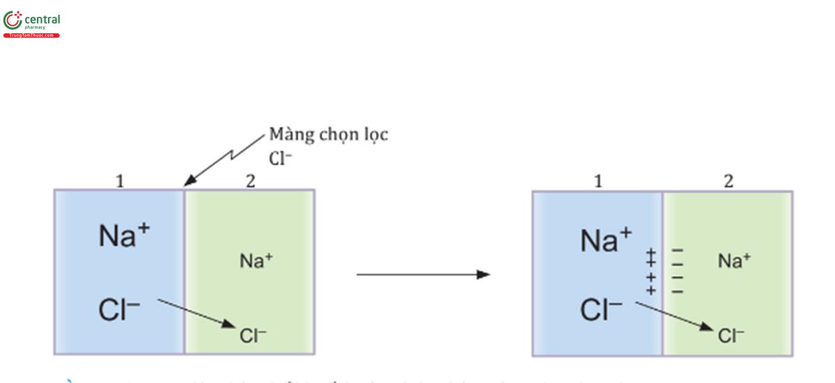 HÌNH 1.5 Sự tạo lập điện thế khuếch tán Cl- hai bên màng chọn lọc Cl-. 