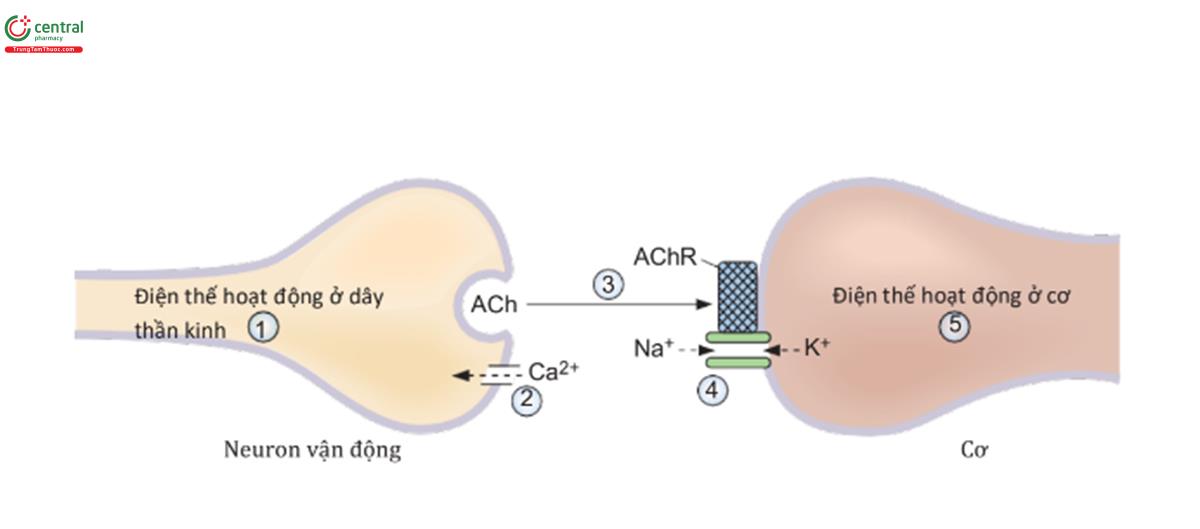 HÌNH 1.9 Mối nối thần kinh - cơ. ACh = acetylcholine; AChR - thụ thể acetylcholine.